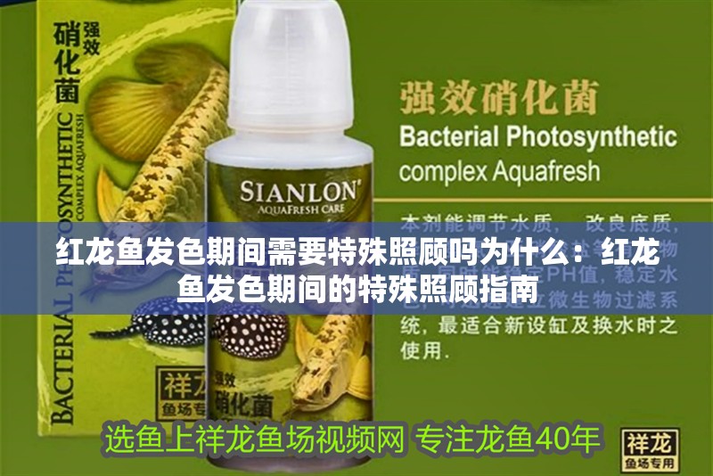 紅龍魚發色期間需要特殊照顧嗎為什么：紅龍魚發色期間的特殊照顧指南