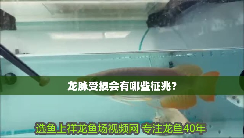 龍脈受損會有哪些征兆？