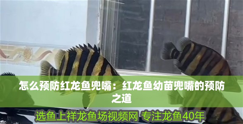 怎么預(yù)防紅龍魚兜嘴：紅龍魚幼苗兜嘴的預(yù)防之道