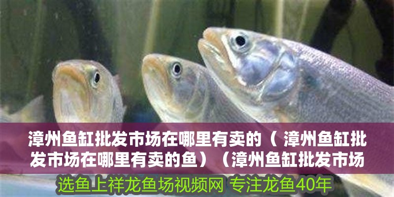 漳州魚缸批發市場在哪里有賣的（ 漳州魚缸批發市場在哪里有賣的魚）（漳州魚缸批發市場在哪里有賣的） 漳州魚缸批發市場在哪里有賣的（ 漳州魚缸批發市場在哪里有賣的魚）（漳州魚缸批發市場在哪里有賣的） 觀賞魚百科