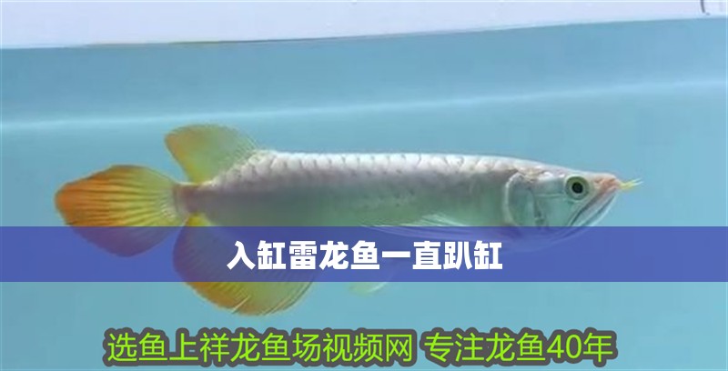 入缸雷龍魚一直趴缸