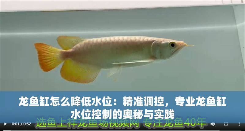 龍魚(yú)缸怎么降低水位：精準(zhǔn)調(diào)控，專業(yè)龍魚(yú)缸水位控制的奧秘與實(shí)踐