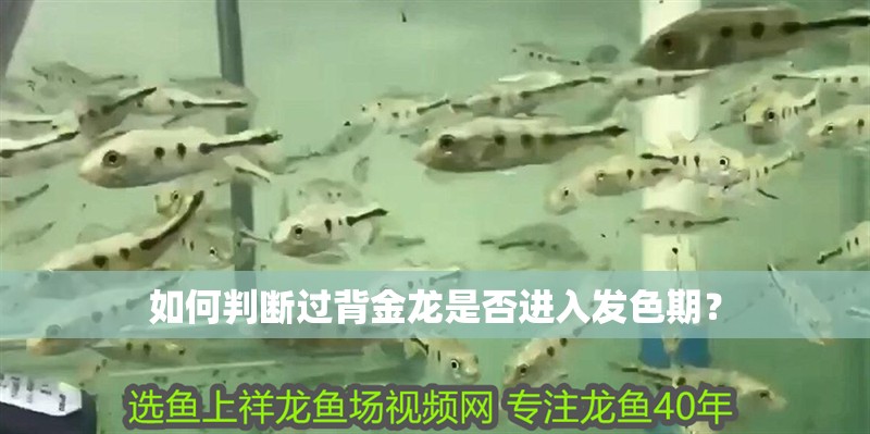 如何判斷過背金龍是否進入發(fā)色期？