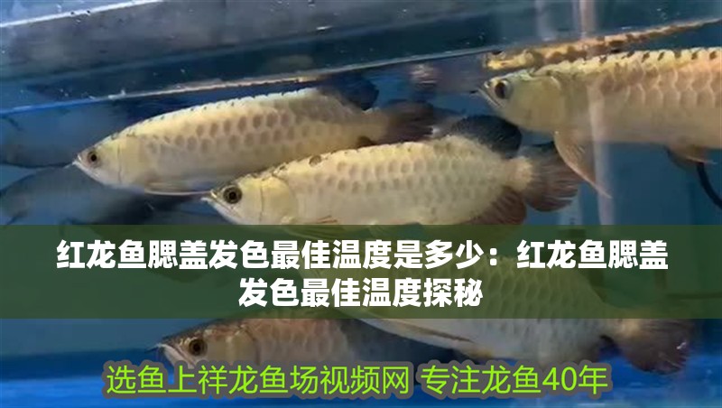 紅龍魚腮蓋發(fā)色最佳溫度是多少：紅龍魚腮蓋發(fā)色最佳溫度探秘
