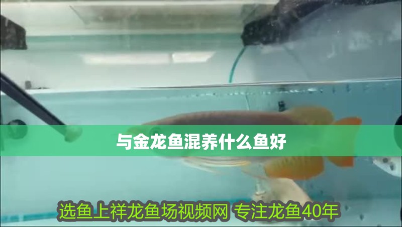 與金龍魚(yú)混養(yǎng)什么魚(yú)好 與金龍魚(yú)混養(yǎng)什么魚(yú)好 龍魚(yú)百科