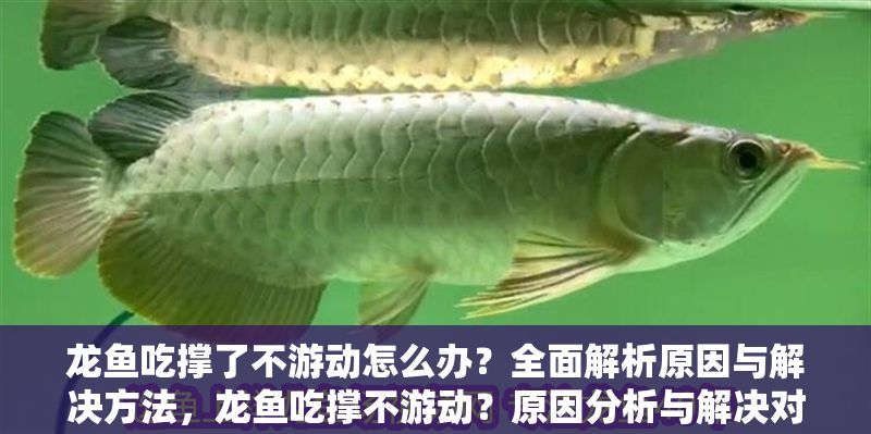 龍魚吃撐了不游動怎么辦？全面解析原因與解決方法，龍魚吃撐不游動？原因分析與解決對策全指南