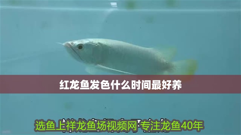 紅龍魚發色什么時間最好養