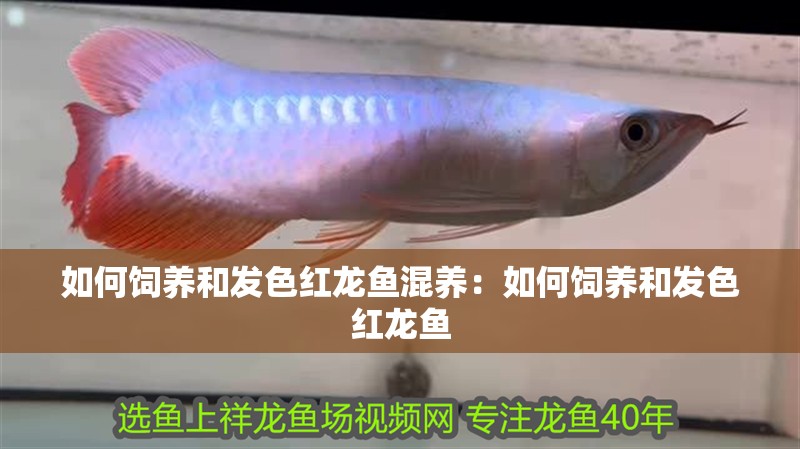 如何飼養(yǎng)和發(fā)色紅龍魚混養(yǎng)：如何飼養(yǎng)和發(fā)色紅龍魚