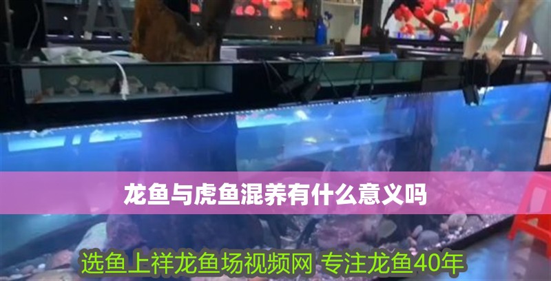 紅龍魚用黃燈烤有用嗎 龍魚與虎魚混養有什么意義嗎 龍魚百科 龍魚與虎魚混養有什么意義嗎 龍魚與虎魚混養有什么意義嗎 龍魚百科