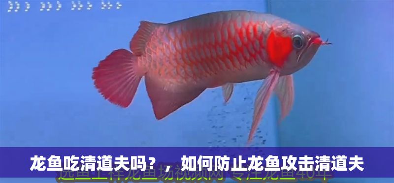 龍魚吃清道夫嗎？，如何防止龍魚攻擊清道夫