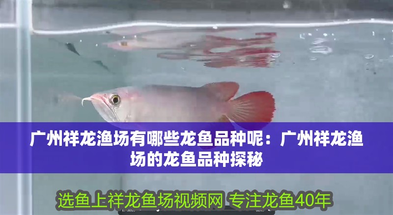 廣州祥龍漁場有哪些龍魚品種呢：廣州祥龍漁場的龍魚品種探秘