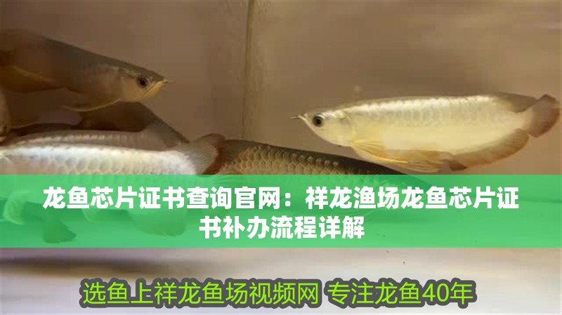龍魚芯片證書查詢官網：祥龍漁場龍魚芯片證書補辦流程詳解