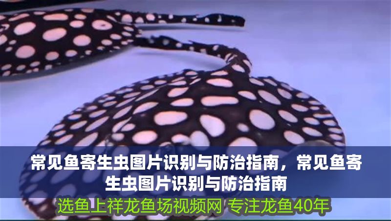 常見魚寄生蟲圖片識別與防治指南，常見魚寄生蟲圖片識別與防治指南