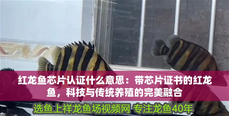 紅龍魚芯片認證什么意思：帶芯片證書的紅龍魚，科技與傳統養殖的完美融合