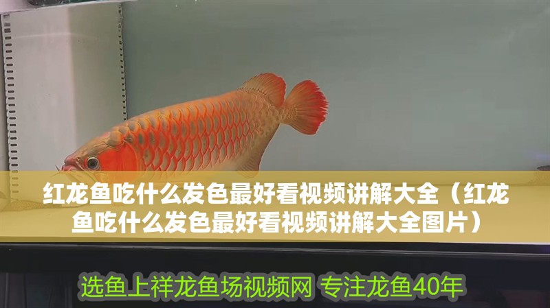 紅龍魚吃什么發(fā)色最好看視頻講解大全（紅龍魚吃什么發(fā)色最好看視頻講解大全圖片）