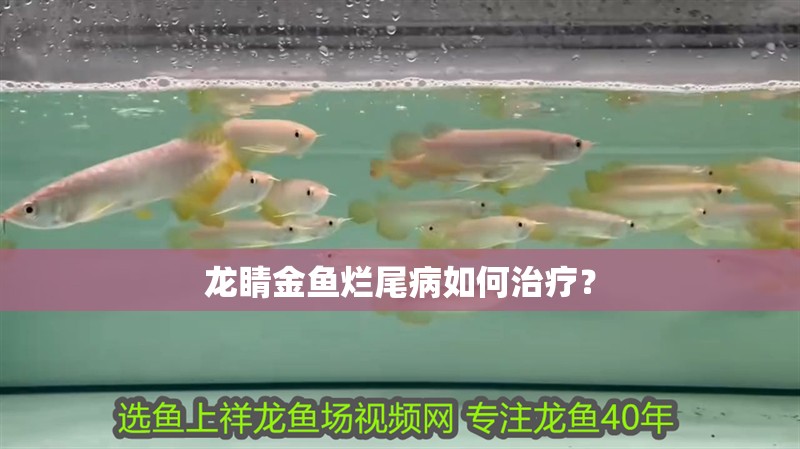 龍睛金魚爛尾病如何治療？ 龍睛金魚爛尾病如何治療？ 龍魚百科