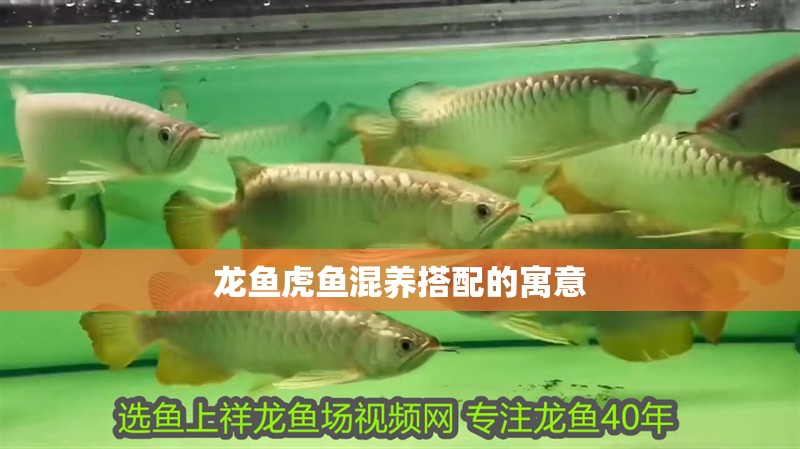 魚缸用增氧泵價格是多少:魚缸增氧機-xtrac增氧機-xtrac增氧機 龍魚虎魚混養搭配的寓意 龍魚百科 龍魚虎魚混養搭配的寓意 龍魚虎魚混養搭配的寓意 龍魚百科