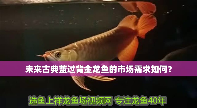 未來古典藍過背金龍魚的市場需求如何？