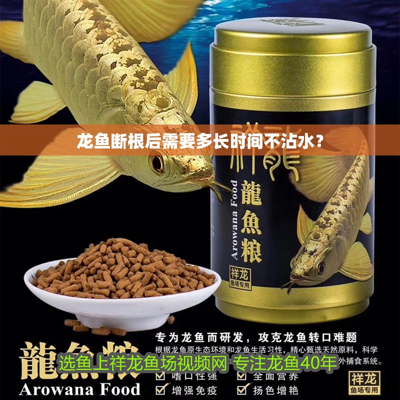 龍魚斷根后需要多長時間不沾水？