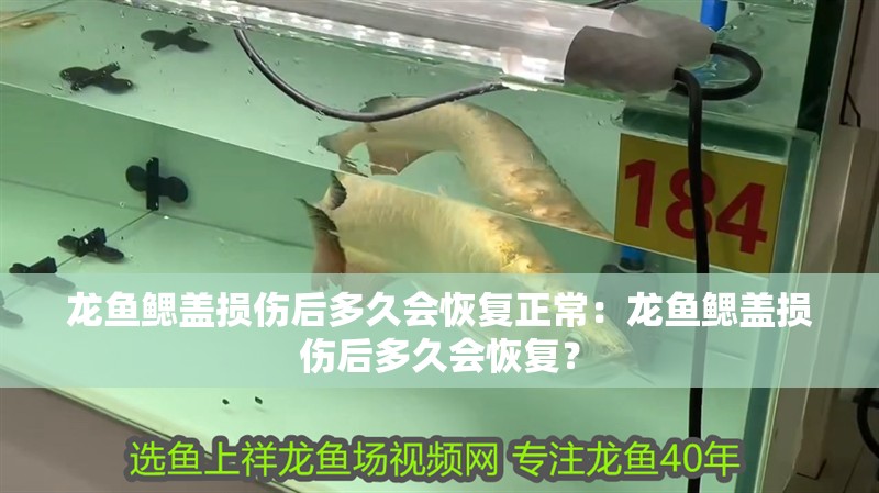 龍魚鰓蓋損傷后多久會恢復正常：龍魚鰓蓋損傷后多久會恢復？