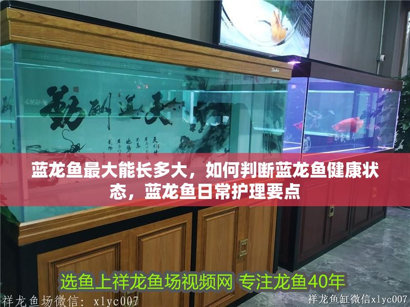 藍龍魚最大能長多大，如何判斷藍龍魚健康狀態，藍龍魚日常護理要點