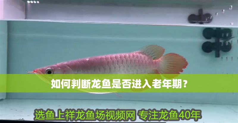 如何判斷龍魚是否進入老年期？ 如何判斷龍魚是否進入老年期？ 龍魚百科