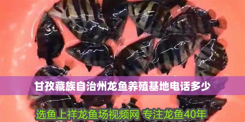 甘孜藏族自治州龍魚養(yǎng)殖基地電話多少