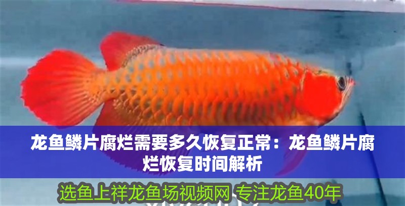 龍魚吃食視頻：如何正確喂食龍魚