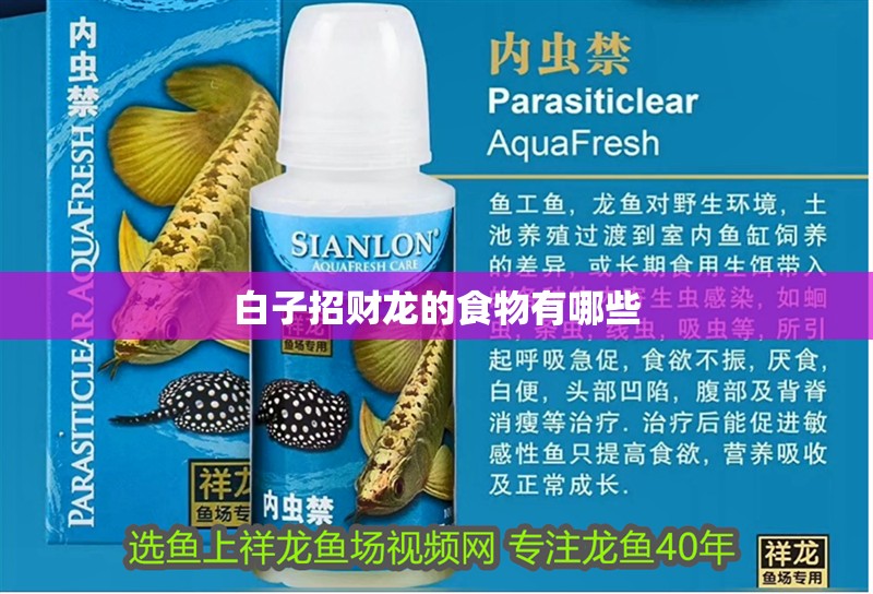 白子招財龍的食物有哪些