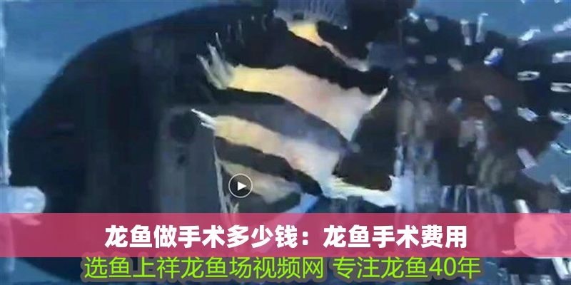 龍魚做手術多少錢:龍魚手術費用 龍魚百科 第2張 龍魚做手術多少錢:龍魚手術費用 龍魚做手術多少錢:龍魚手術費用 龍魚百科 第2張