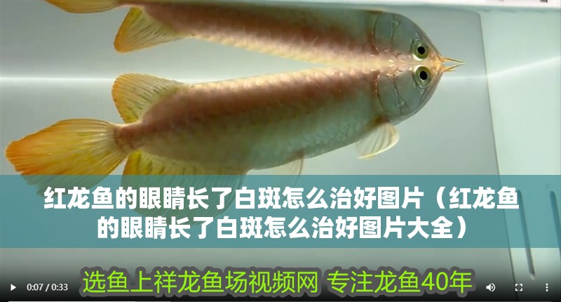 紅龍魚的眼睛長了白斑怎么治好圖片（紅龍魚的眼睛長了白斑怎么治好圖片大全） 紅龍魚的眼睛長了白斑怎么治好圖片（紅龍魚的眼睛長了白斑怎么治好圖片大全） 龍魚百科