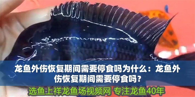 龍魚外傷恢復期間需要停食嗎為什么：龍魚外傷恢復期間需要停食嗎？