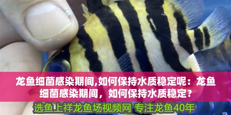 龍魚細菌感染期間,如何保持水質穩定呢：龍魚細菌感染期間，如何保持水質穩定？