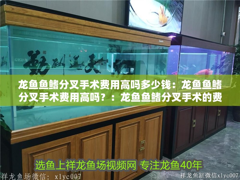 龍魚魚鰭分叉手術費用高嗎多少錢：龍魚魚鰭分叉手術費用高嗎？：龍魚魚鰭分叉手術的費用