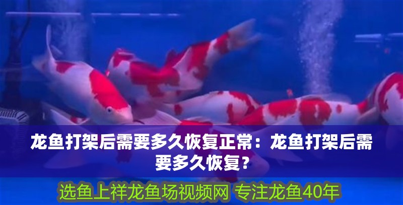 龍魚打架后需要多久恢復正常：龍魚打架后需要多久恢復？