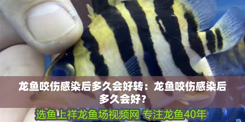 龍魚咬傷感染后多久會好轉：龍魚咬傷感染后多久會好？