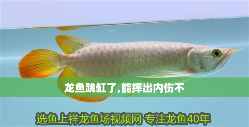 龍魚跳缸了,能摔出內(nèi)傷不 龍魚跳缸了,能摔出內(nèi)傷不 龍魚百科