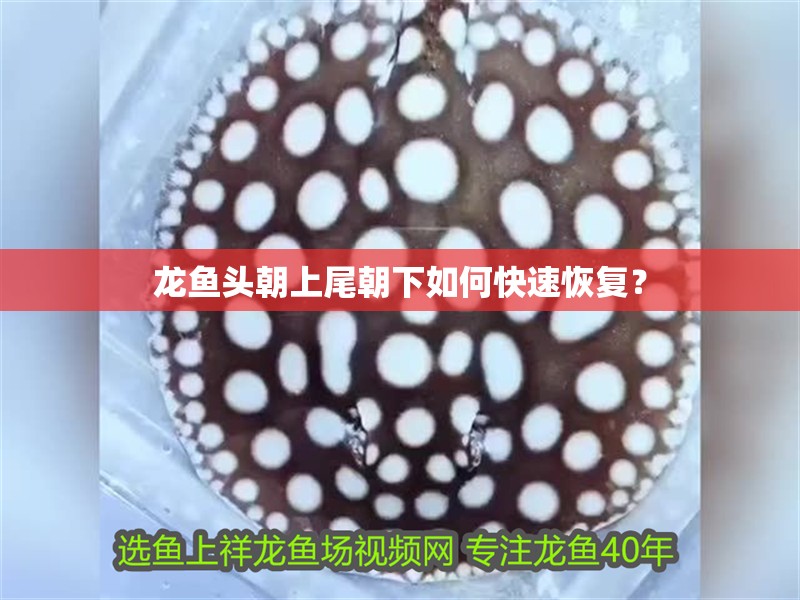 龍魚頭朝上尾朝下如何快速恢復(fù)？