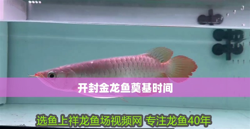 開封金龍魚奠基時間 開封金龍魚奠基時間 龍魚百科