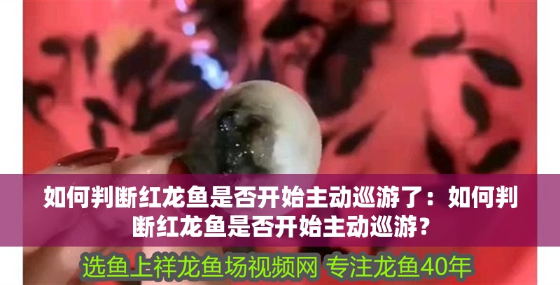 如何判斷紅龍魚是否開始主動巡游了：如何判斷紅龍魚是否開始主動巡游？