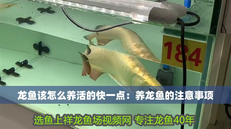龍魚該怎么養活的快一點：養龍魚的注意事項