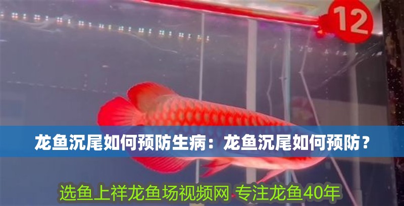 龍魚沉尾如何預(yù)防生病：龍魚沉尾如何預(yù)防？