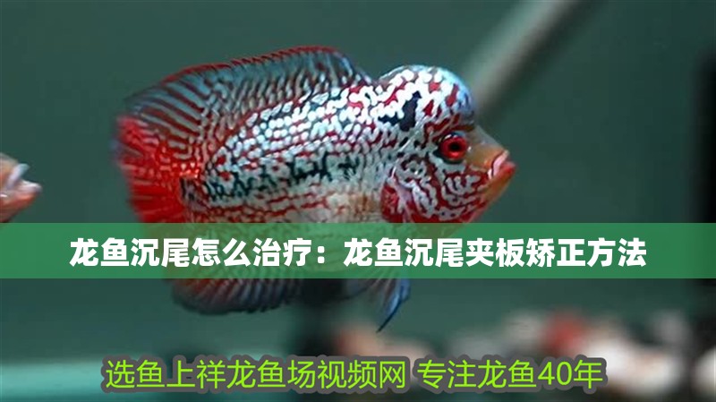 龍魚沉尾怎么治療：龍魚沉尾夾板矯正方法