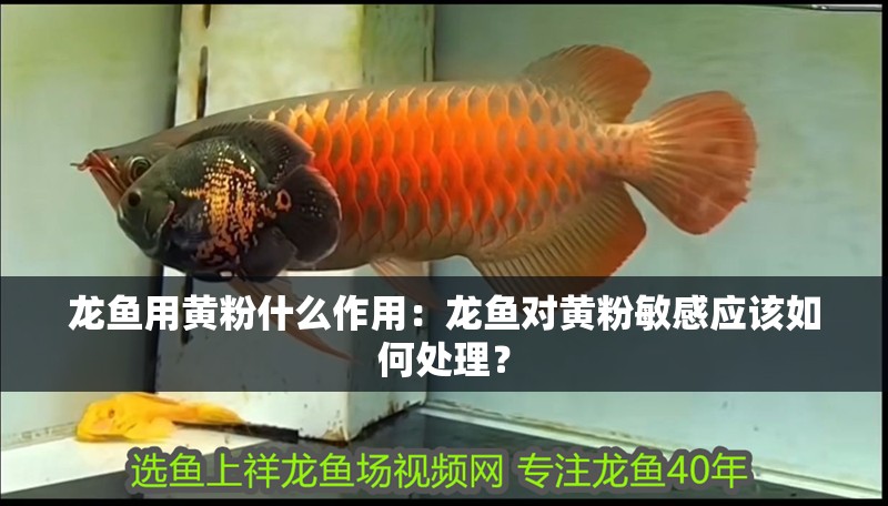 龍魚用黃粉什么作用：龍魚對黃粉敏感應(yīng)該如何處理？