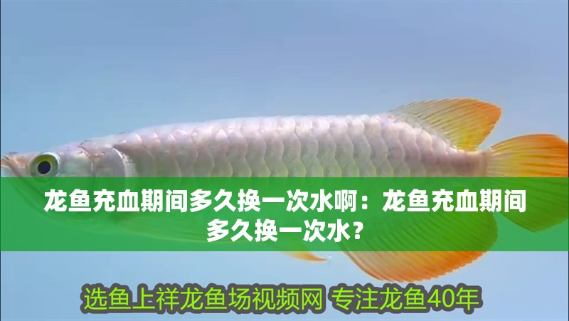 龍魚充血期間多久換一次水啊：龍魚充血期間多久換一次水？ 龍魚充血期間多久換一次水啊：龍魚充血期間多久換一次水？ 水族問(wèn)答