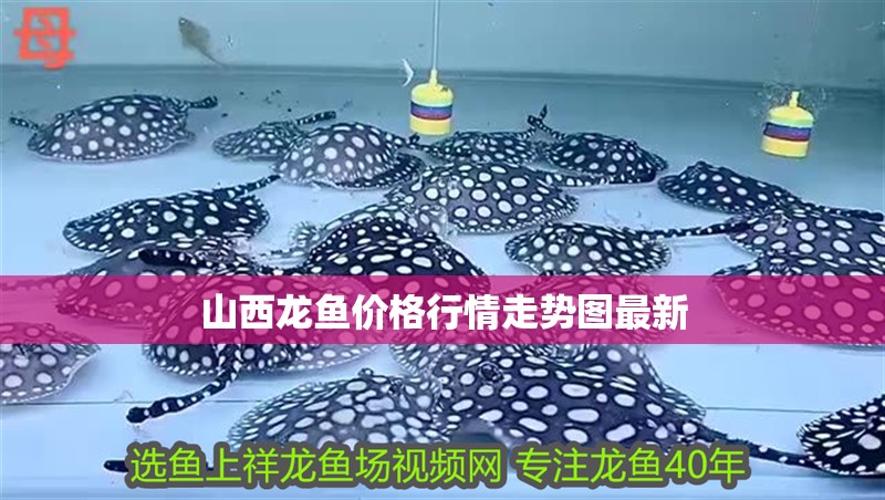 山西龍魚價格行情走勢圖最新