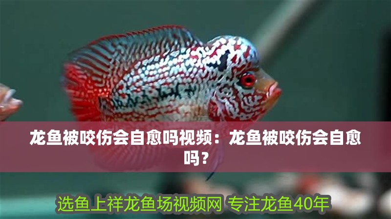 龍魚被咬傷會(huì)自愈嗎視頻：龍魚被咬傷會(huì)自愈嗎？