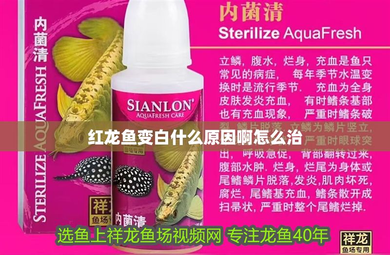 紅龍魚變白什么原因啊怎么治