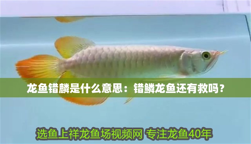 龍魚錯麟是什么意思：錯鱗龍魚還有救嗎？