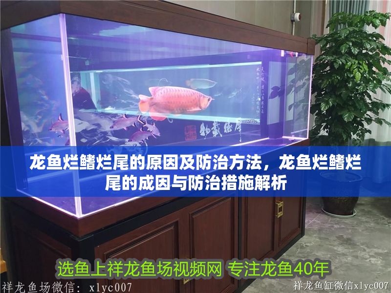 龍魚爛鰭爛尾的原因及防治方法，龍魚爛鰭爛尾的成因與防治措施解析